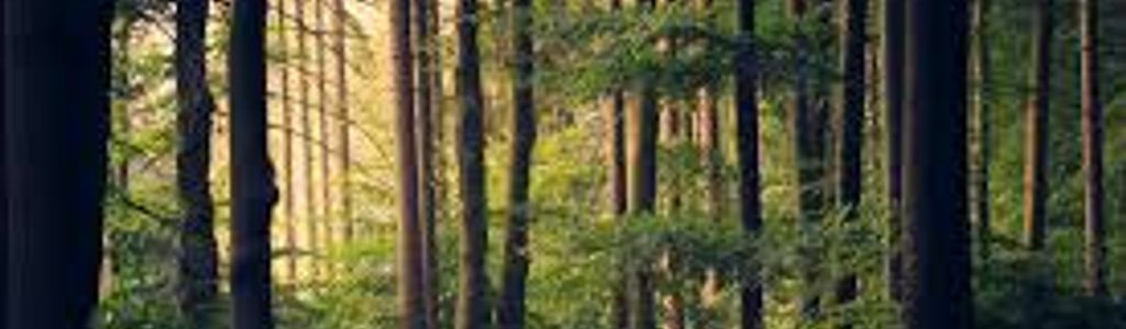 Profile Hero Background