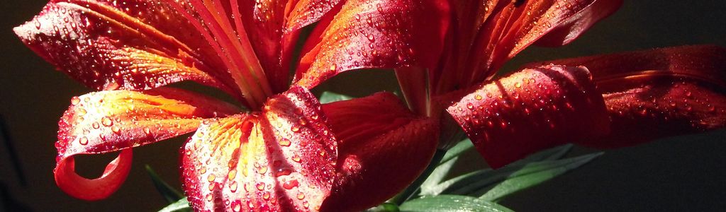 Profile Hero Background