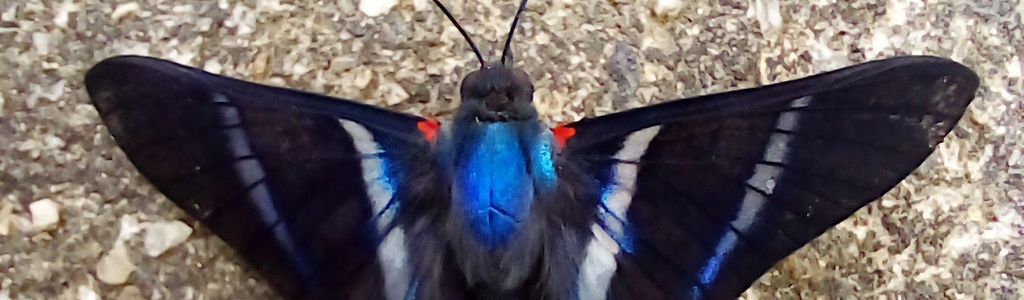 Profile Hero Background