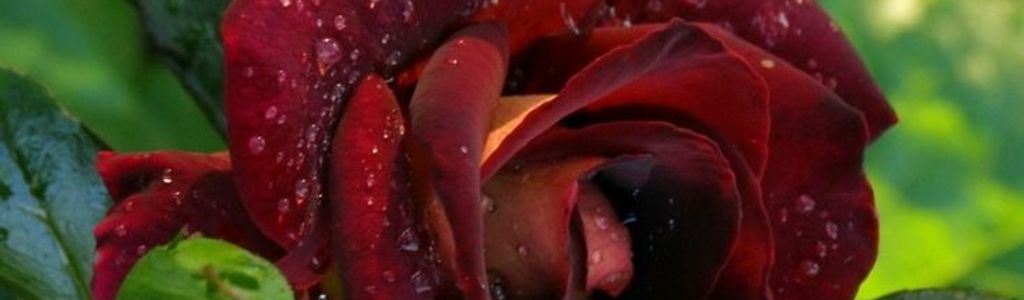 Profile Hero Background