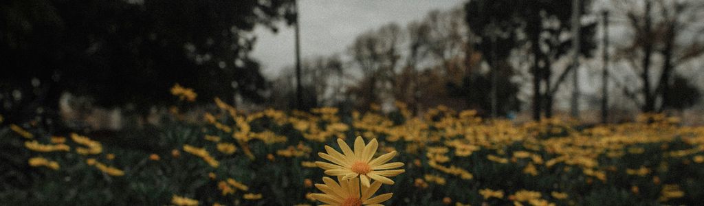 Profile Hero Background