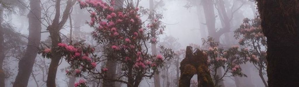 Profile Hero Background