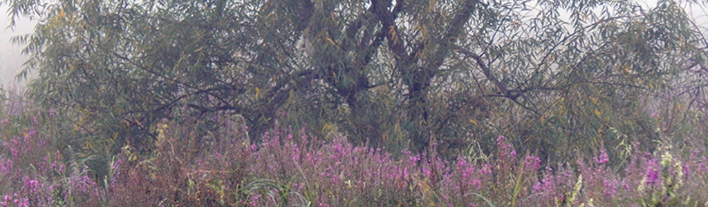 Profile Hero Background