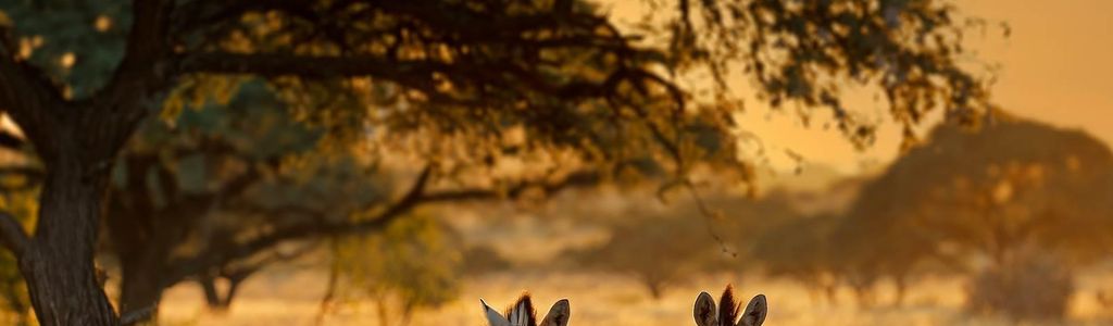 Profile Hero Background