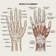 Detailed Hand Drawing Guides And Practice Tips