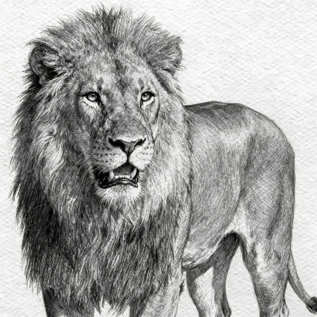 Animal Sketch Drawings gallery