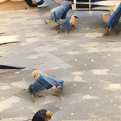 Fowl Fashionistas in Relaxed Jeans