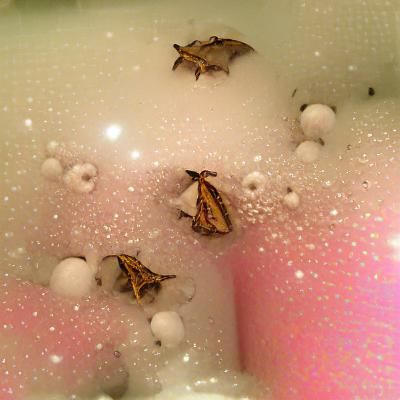 Whimsical Moths Soak in Elegant Glass Waters