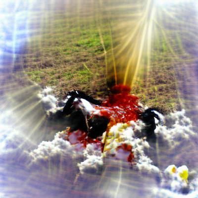 Tragic Horse in Heavenly Soft Focus