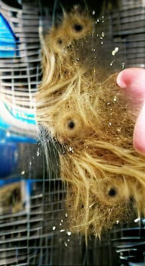 Whiskered Mischief in a Tangle of Dirty Hamster Fur