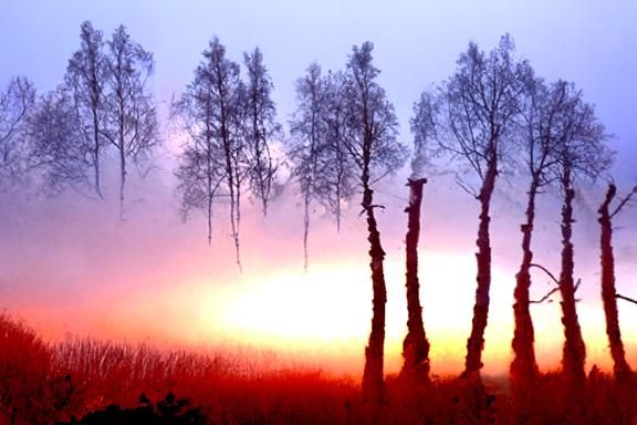 Misty Birch Forest Painted in Vibrant Sunset Colors