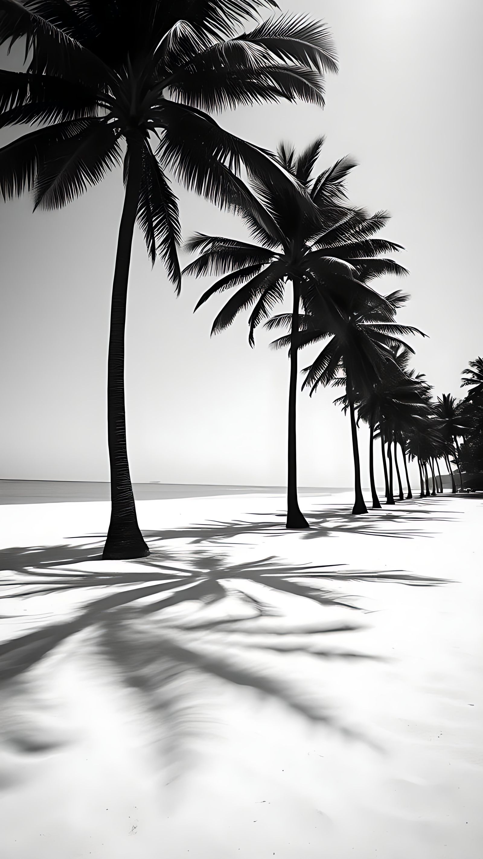 Tall Palm Trees in Monochromatic Shadowplay on Beach Sand