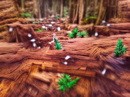 Majestic Redwoods in a Frosty Landscape