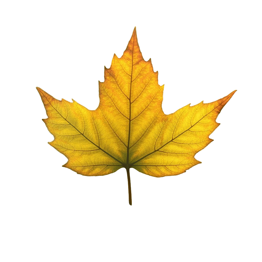 Life Cycle of a Leaf: A Watercolor Dream