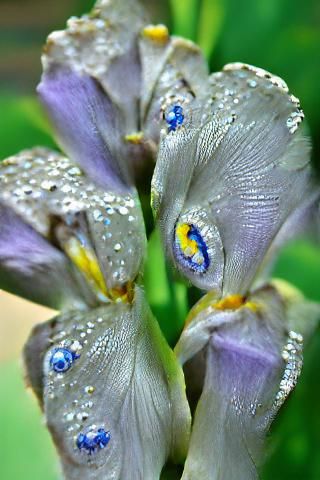 Magnificent Iris Blooms with Delicate Raindrops in Stunning....