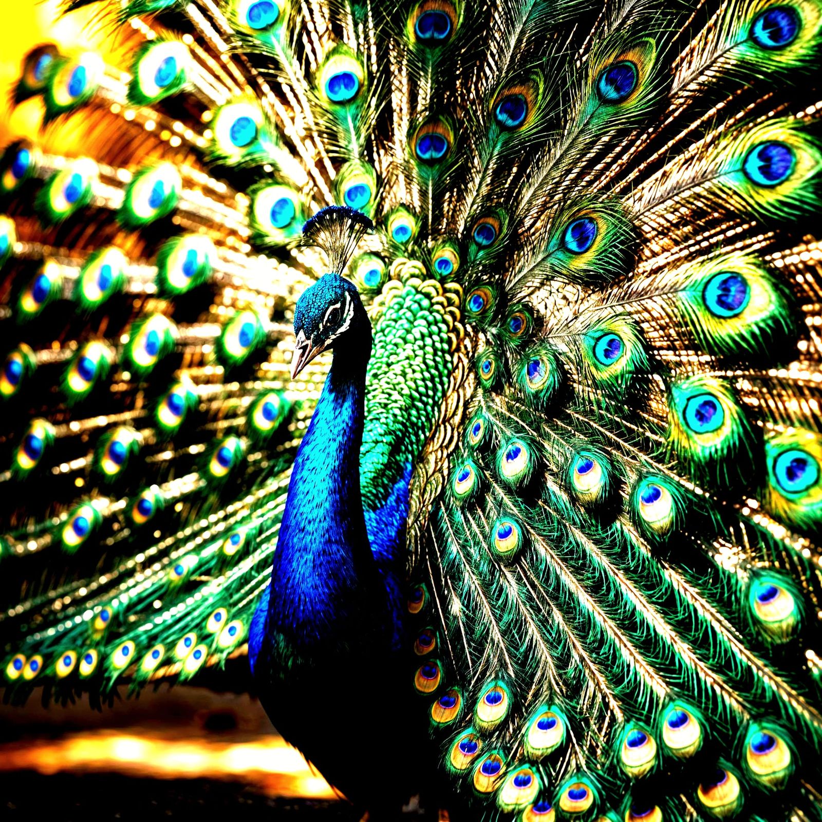 Majestic Realism Peacock in Vibrant Colors