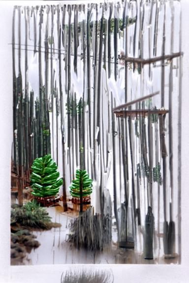 Serene Mountain Pine Forest in the Rain