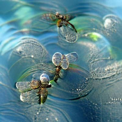 Dragonfly Captured in Water Bubbles