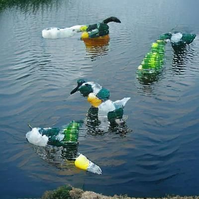 Ducks