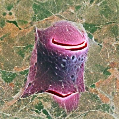 AI's Interpretation of Lasonion