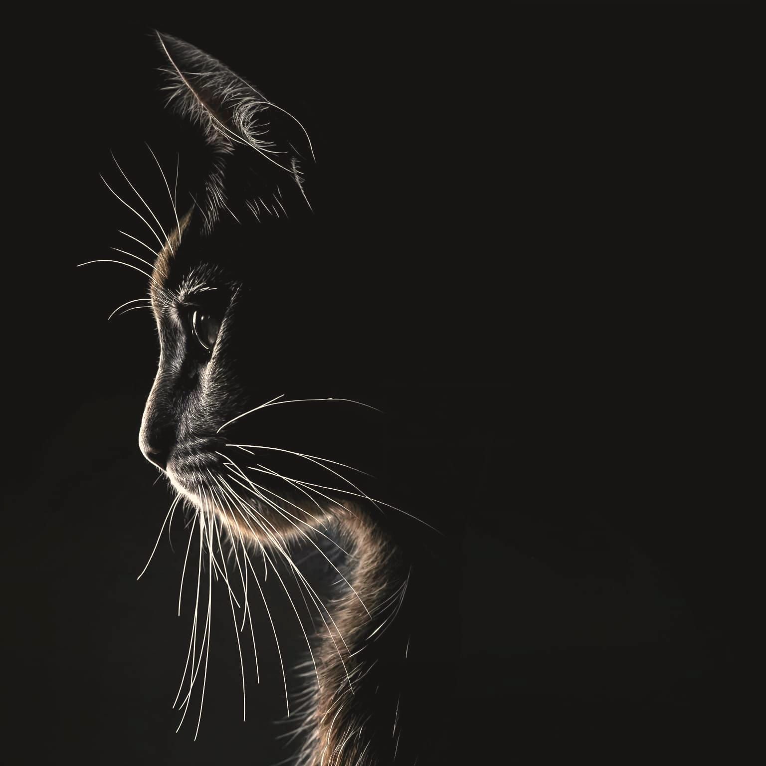 Cat Silhouette in Double Exposure Portrait