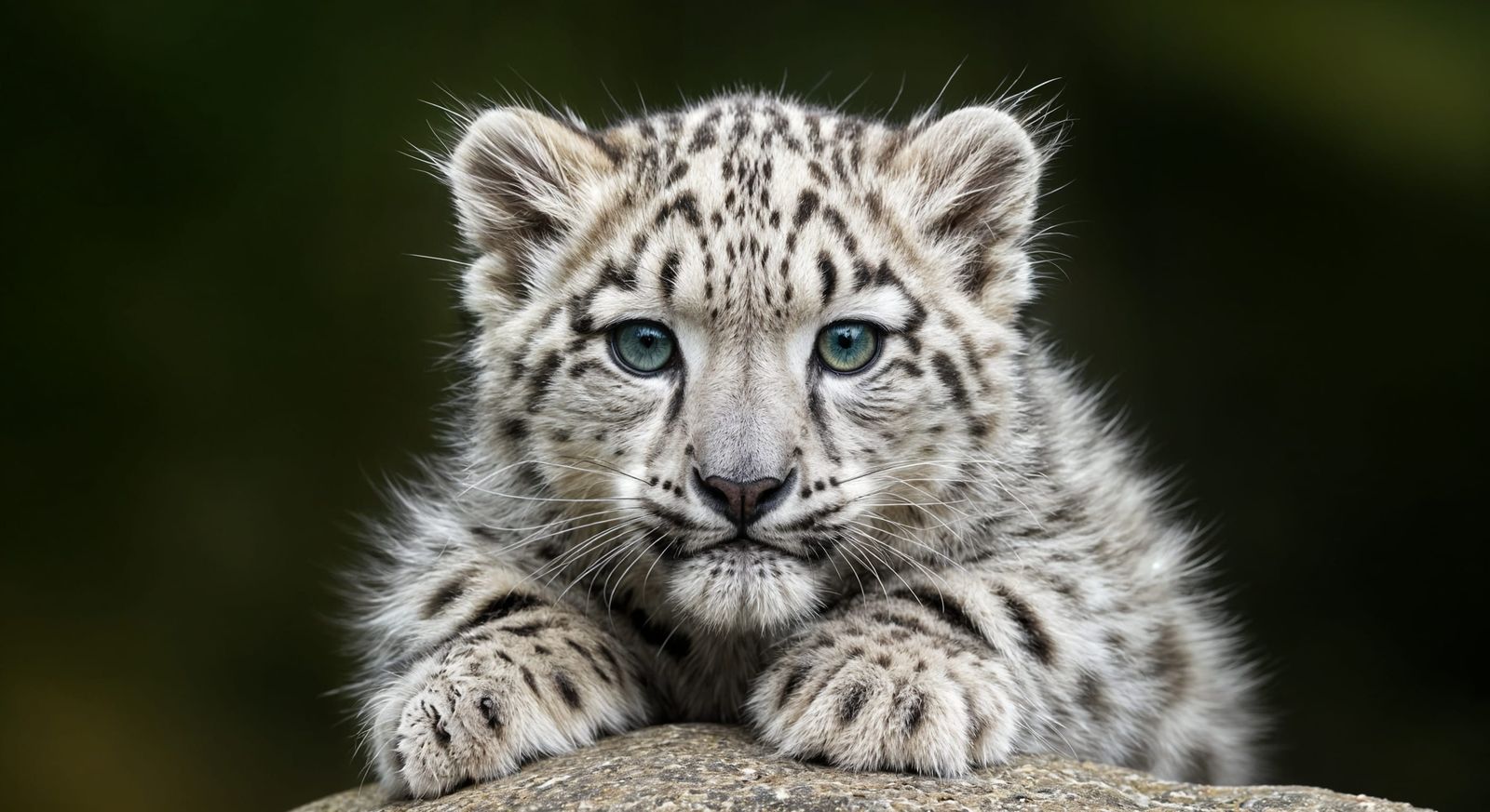 Detailed Macro Photo of Baby Snow Leopard