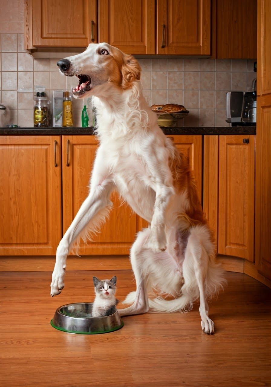 Borzoi Does Backflip, Terrified by Kitten in Dog Food Bowl