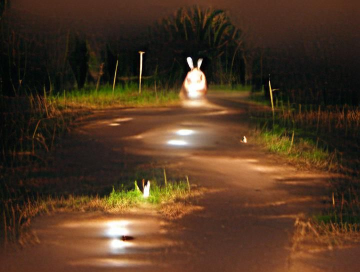 Rabbit in Headlights on Country Road at Night