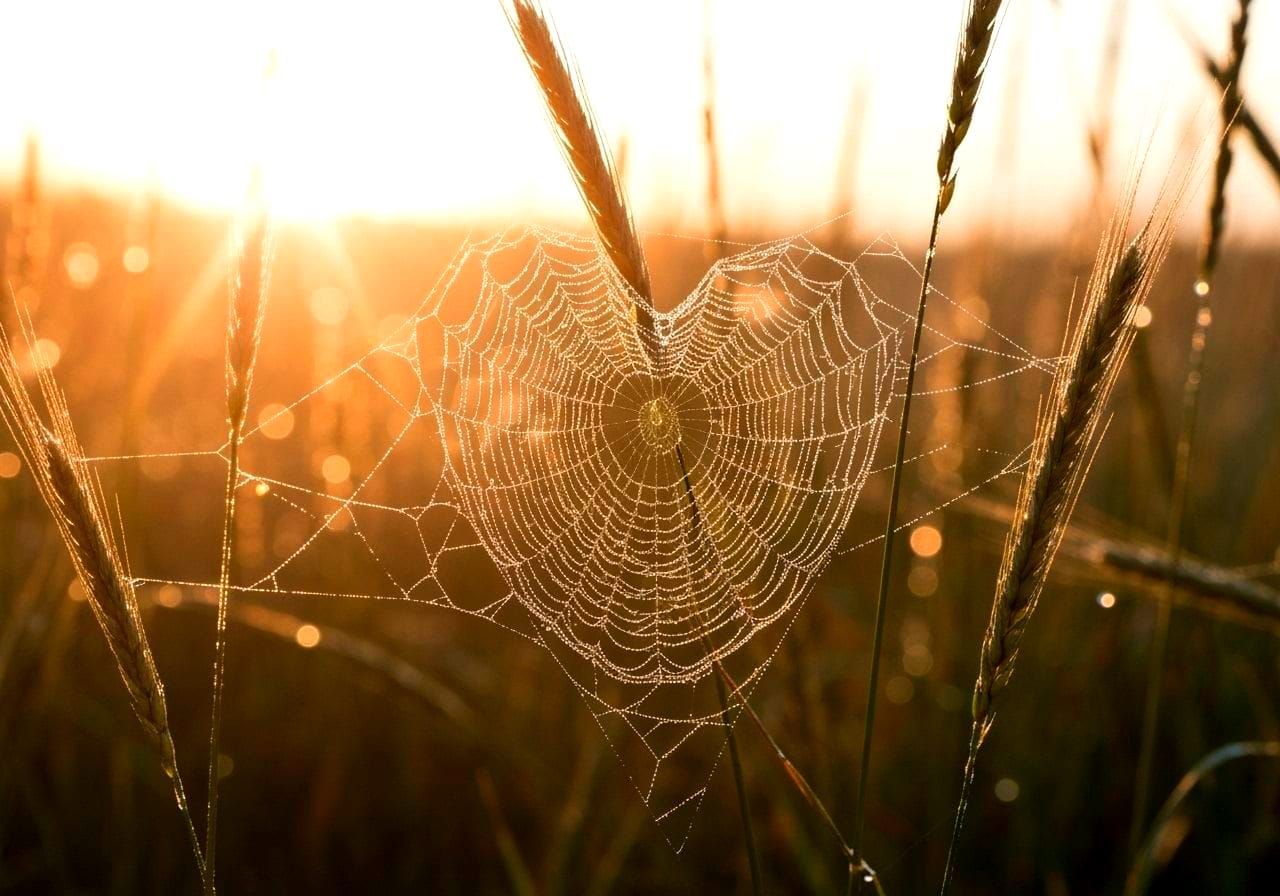 Bioluminescent Heart Web in Dawn Light