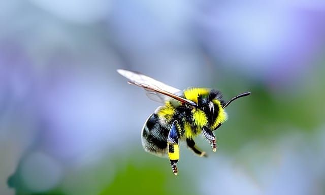 Detailed Bumble Bee with Translucent Wings