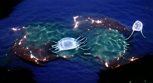 Bioluminescent Atolla Jellyfish: Deep Sea Wonder