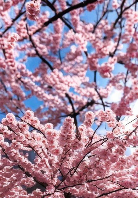 Hyperrealistic Jar of Sakura Blossoms
