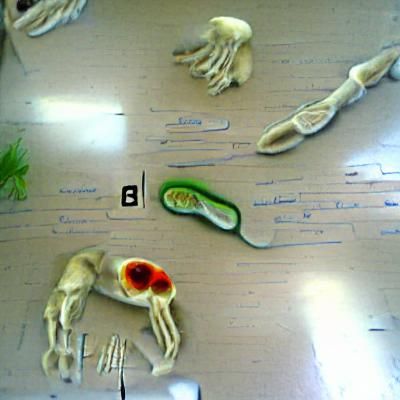 Detailed Microscopic View of Biological Cells