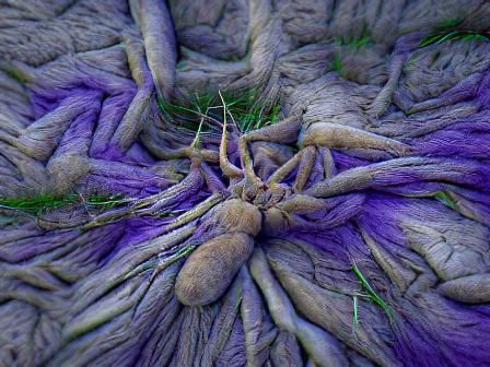Lavender Spider Roots
