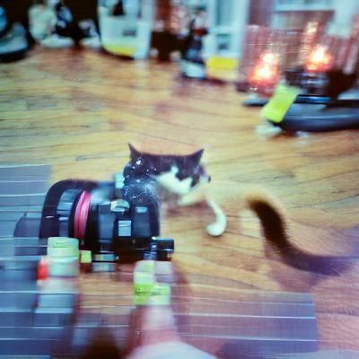 Fuzzy Feline Captured by DSLR Camera