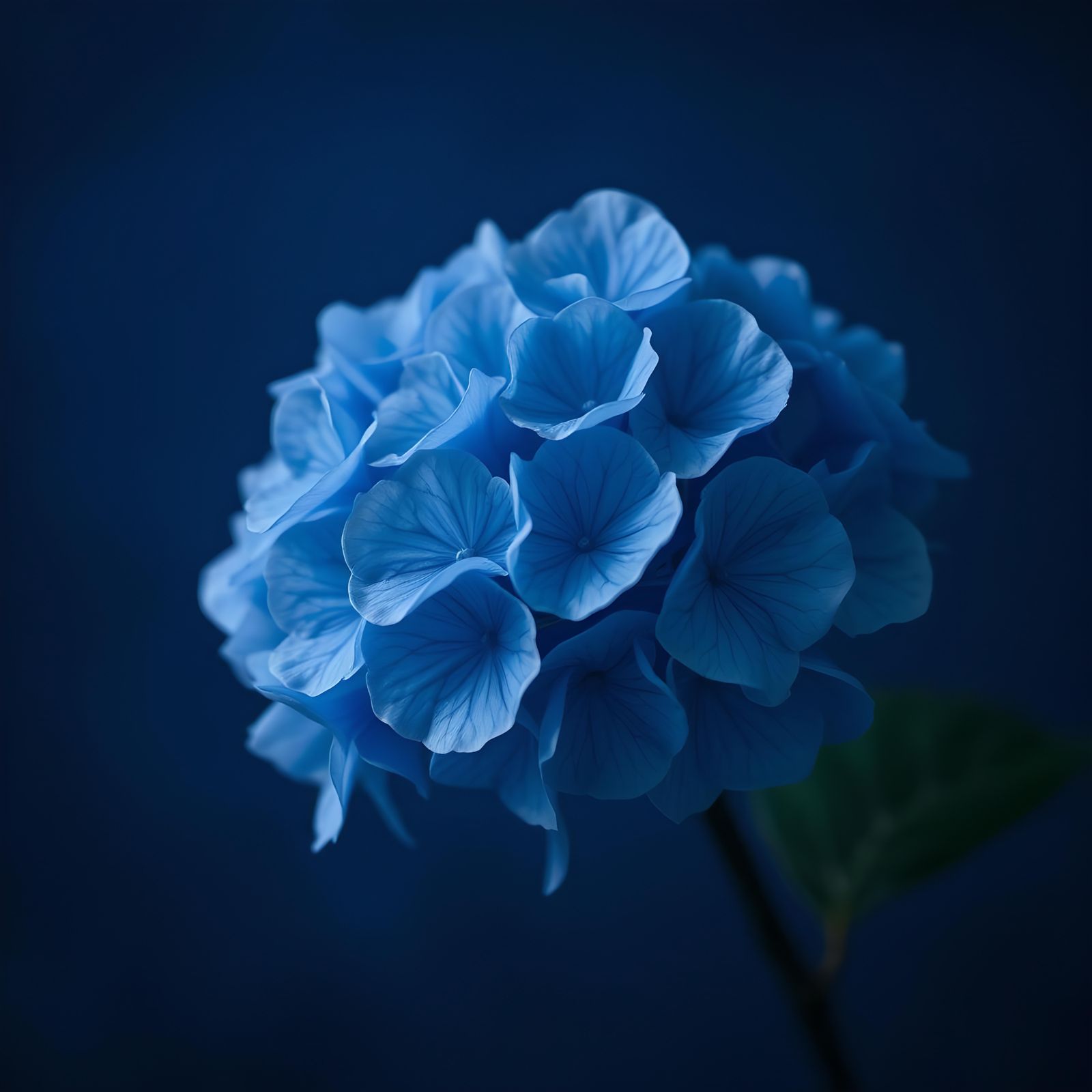 Hyperrealistic Blue Hydrangea on Deep Marine Background