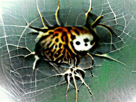 Image of a Spider