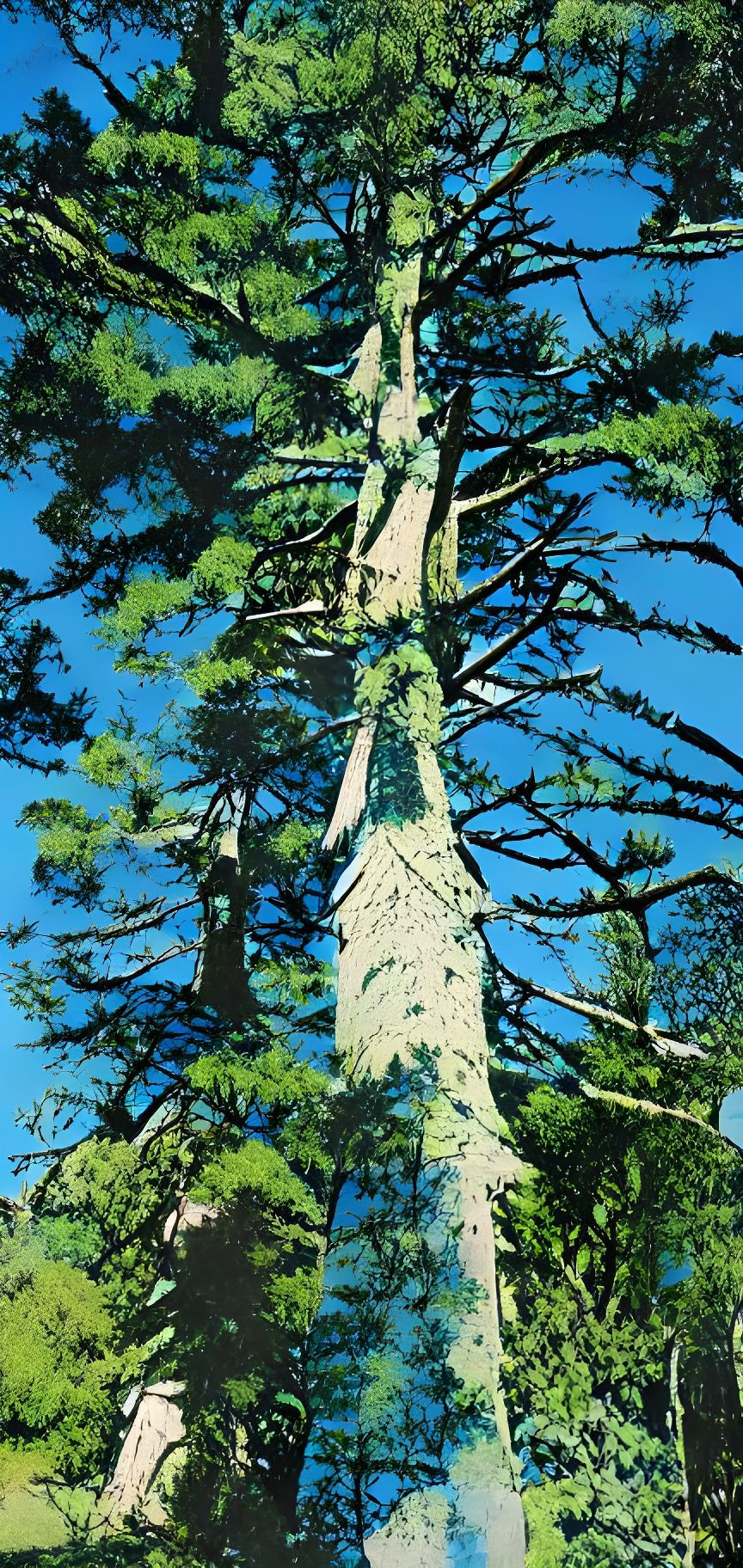 Scots Pine Redwood Tree in Faile Style