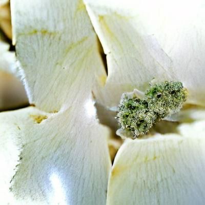 White Widow Cannabis Plant Close-Up