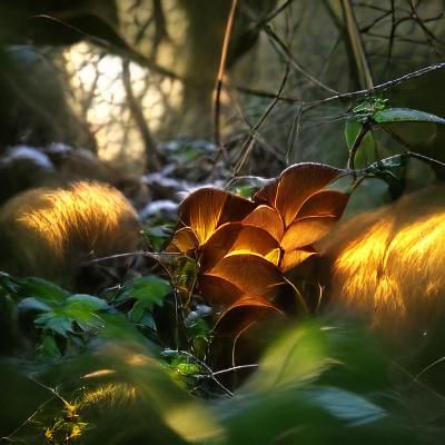 Warm Light Illuminates Thick Undergrowth