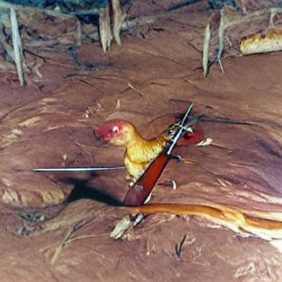 Chicken with Lever Action Rifle