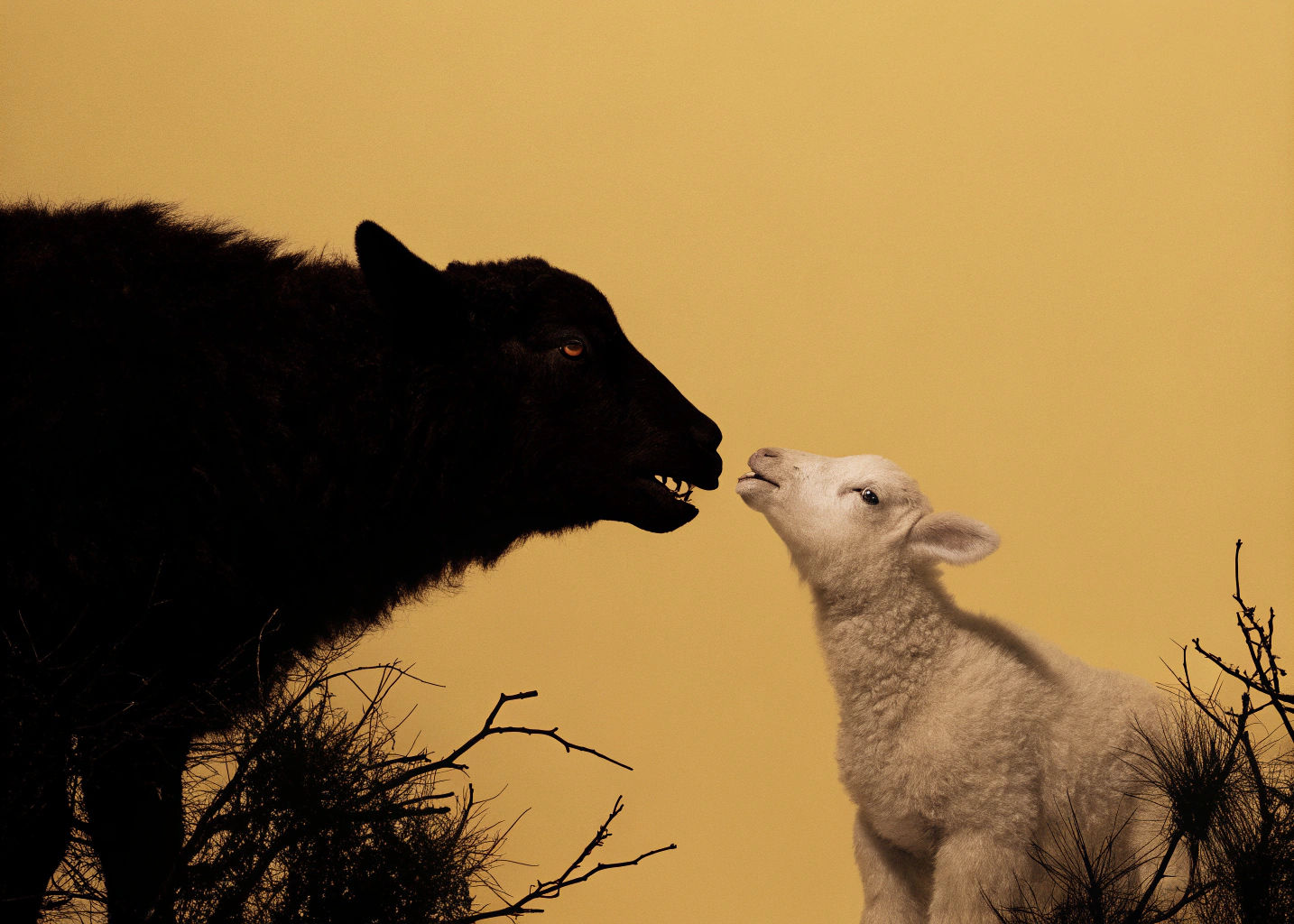 Lamb and Wolf Nose Touch: Fantasy Realism