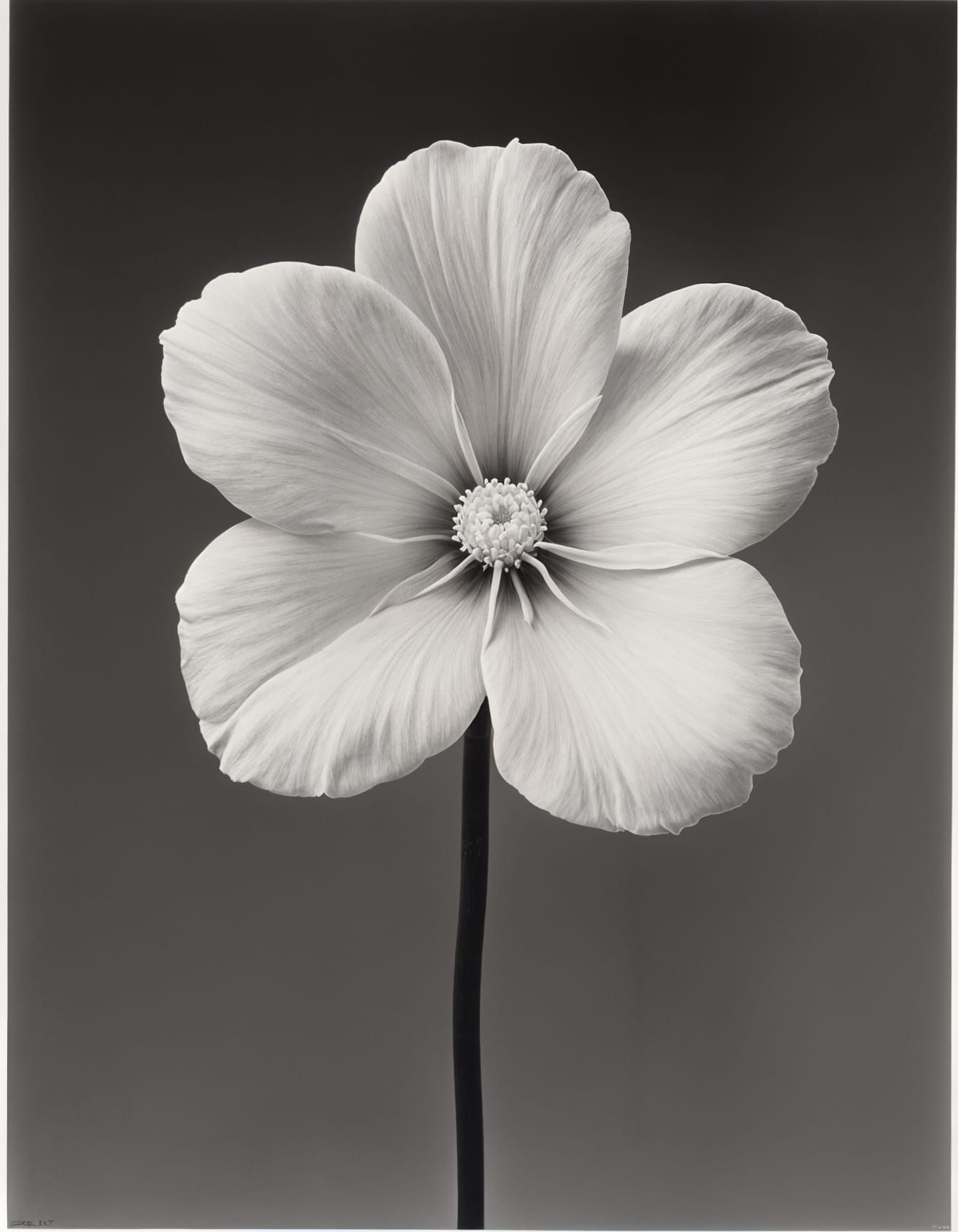 Sensual White Blossom in Photorealistic Style