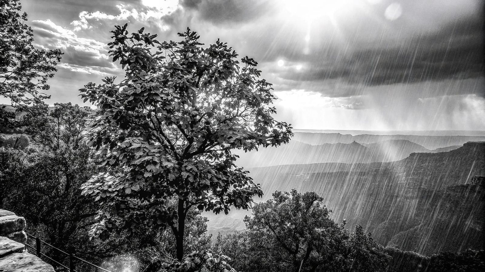 Majestic Chrome Tree Thrives Amidst Rainy Thunderstorm