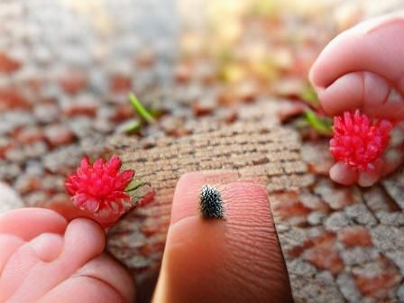 The Greatness of the Smallest Things