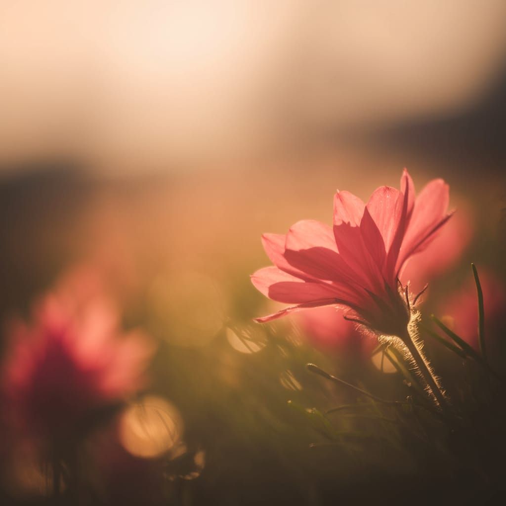 Vibrant Bloom in Dreamy Light