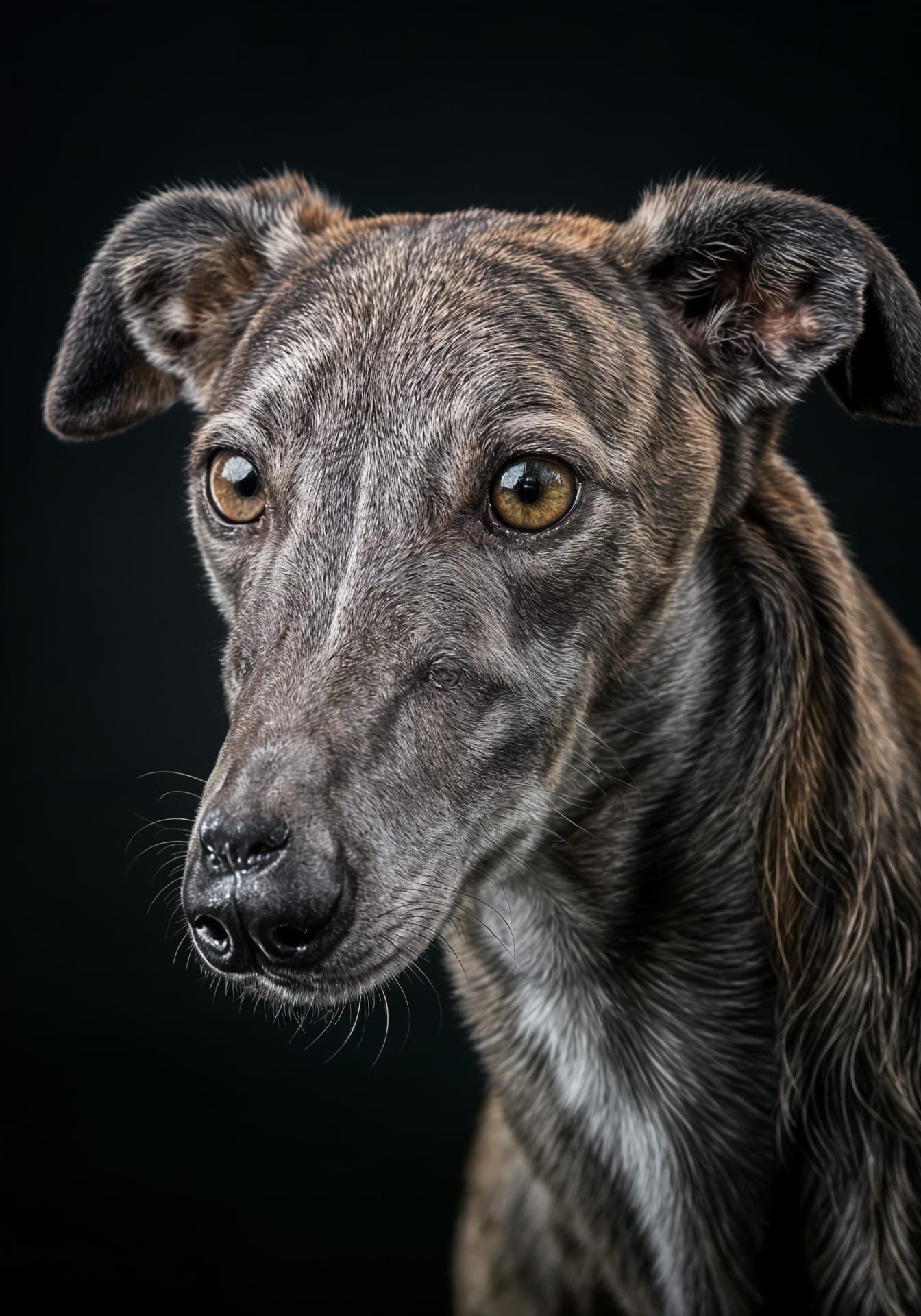 A photorealistic, close-up portrait of a sleek Greyhound, its slender face captured in exquisite detail. The dog’s short...