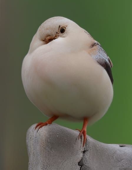 AI Interpretation of 'Large Breast'