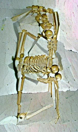 Detailed Human Skeleton Anatomy