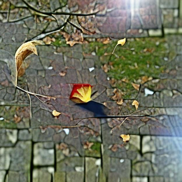 Solitary Autumn Leaf's Descent